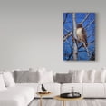 thumbnail image 3 of Trademark Fine Art 'Red Tailed Hawk' Canvas Art by Jeff Tift, 3 of 3