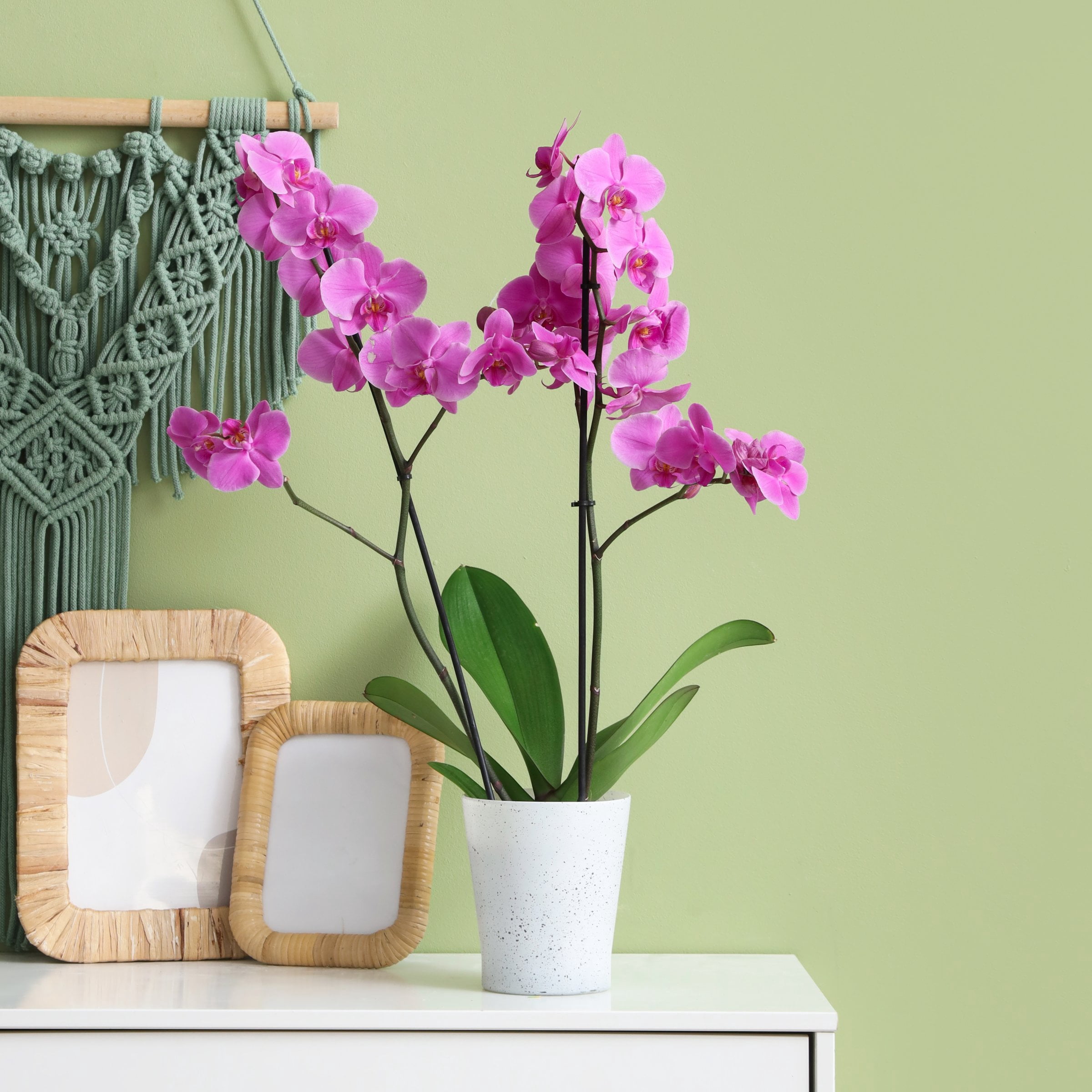 5 in. Superior Multi-Stem Vivid Purple Phalaenopsis Orchid in Luxe Designer Ceramic Planter