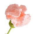 thumbnail image 2 of Clavel Ganchillo Punto Terminado para Cumpleaños Boda (color Piel), 2 of 8