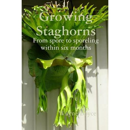 Growing Staghorns from Spore