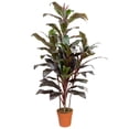 thumbnail image 2 of Northlight 60" Dracaena Artificial Potted Plant - Red/Green, 2 of 7