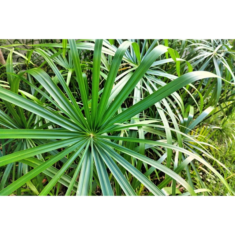 50 Umbrella Plant CYPERUS Alternifolius Papyrus Grass Umbrella Palm Flower Seeds