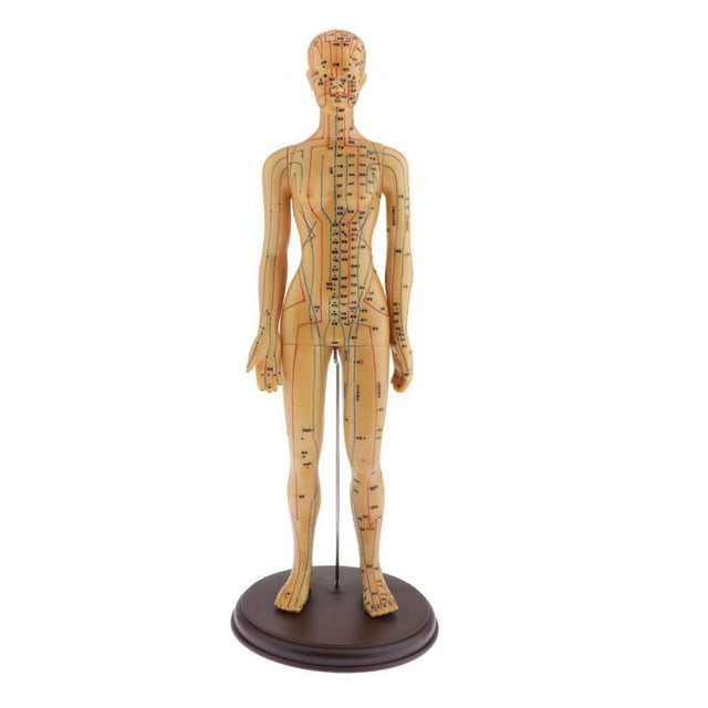Acupuntura Humana y Moxibustión Modelo Femenino Juguetes de Zulema Figurilla de punto de acupuntura