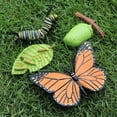 thumbnail image 3 of ZHAOCHENG Modelo de ciclo de vida 1 pieza 1 juego mariposa insecto animal simulación mini ciclo de crecimiento mariposa rana hormiga gallo animal, juguetes educativos para niños, 3 of 5