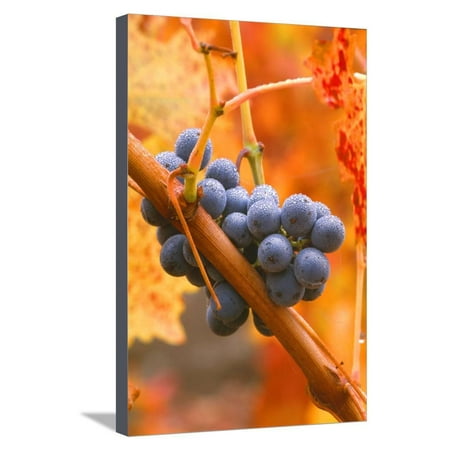 Napa Valley Vineyards Cabernet - California, Napa Valley, Wine Country, Dew on Cabernet Grapes in Colorful Vineyard Stretched Canvas Print Wall Art By John Alves