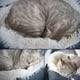thumbnail image 4 of Cama para Gatos 2 en 1, Felpa Suave, Redonda, sofá para Gatos, Cama para Gatos esponjosa, Cama para Perros pequeños, Manta para Gatos, Cama para Mascotas, Cama para Gatos, Cama para Animales (Color), 4 of 4
