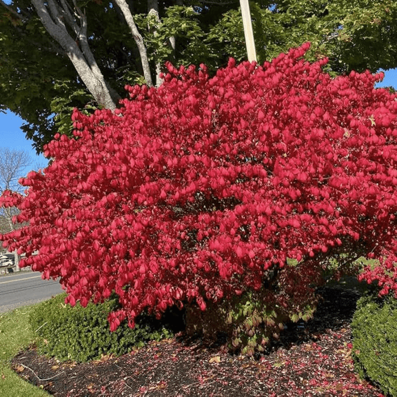 Dwarf Burning Live Plant in Gallon Pot, Dwarf Burning Bush Live 4 Inch,Planting Outdoor