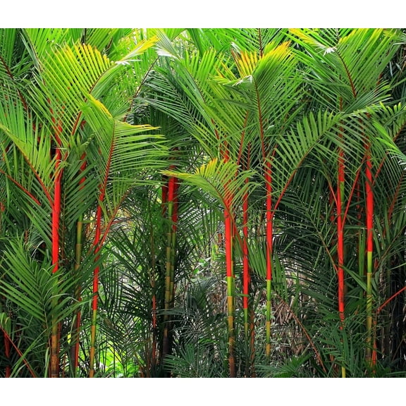 CZ Grain Lipstick Palm, Easy to Grow (5 Seeds)