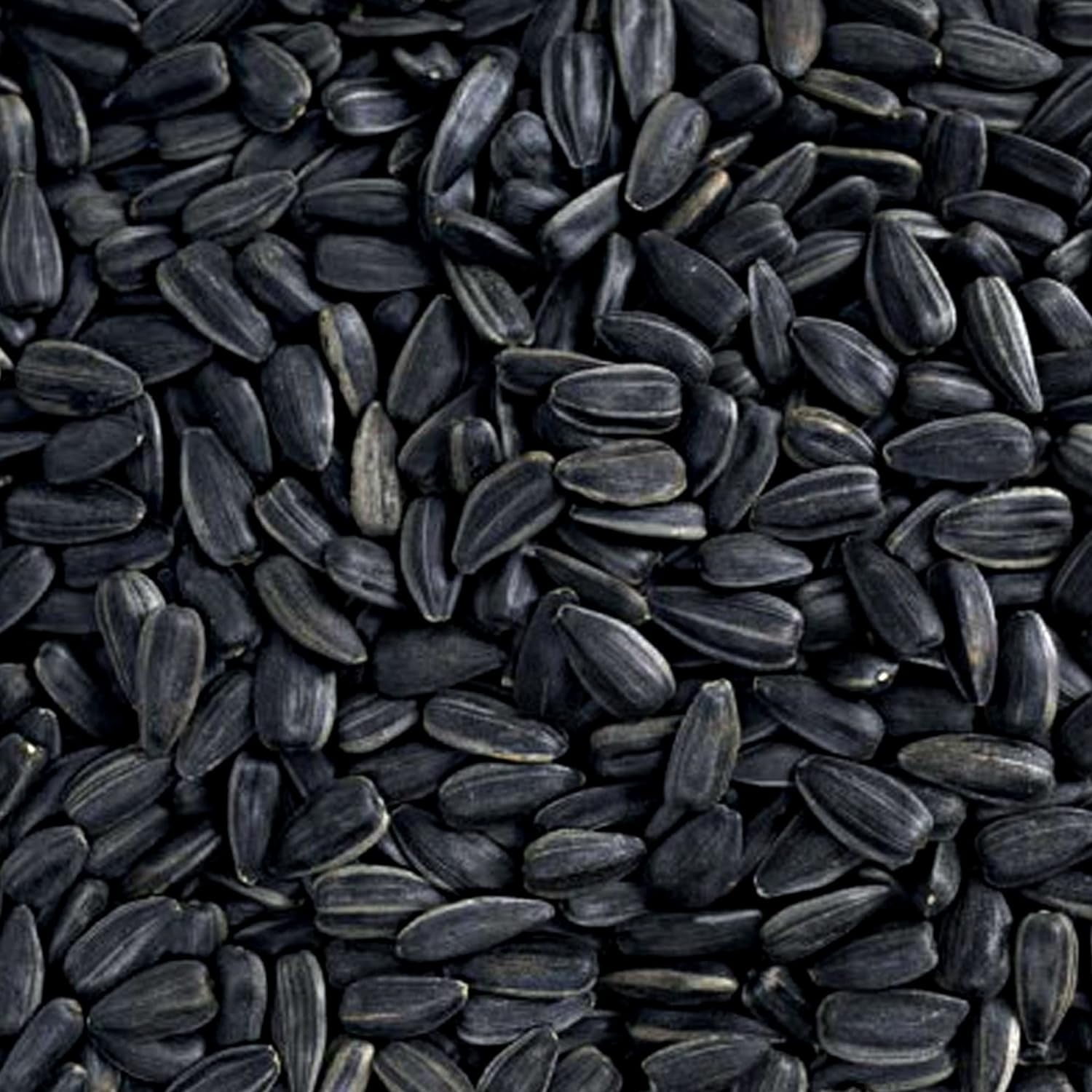 Happy Wings Black Oil Sunflower Bird Food, No Growth BirdSeed, New 5 lb. Bag