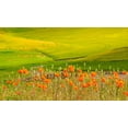 thumbnail image 2 of Gulin, Sylvia 18x12 Black Ornate Wood Framed with Double Matting Museum Art Print Titled - USA-Washington State-Palouse red poppies and yellow canola with landscape of wheat fields, 2 of 4