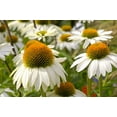 thumbnail image 2 of 50 WHITE CONEFLOWER Echinacea Purpurea Flower Seeds, 2 of 10