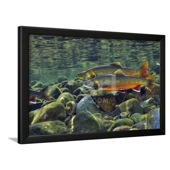 Arctic Charr Salvelinus Alpinus Males in a River Ready to Spawn, Ennerdale, Lake District Np, UK, Animals Scenic Framed Art Print Wall Art by Linda Pitkin Sold by Art.Com