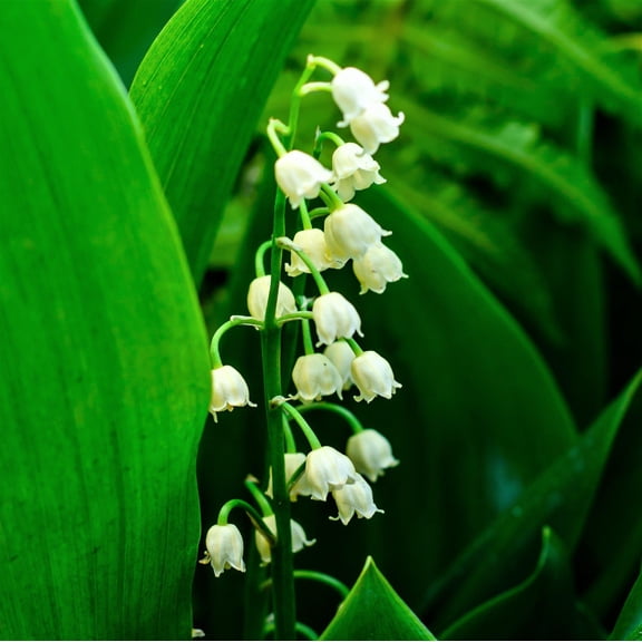 Convallaria Lily of the Valley 25 Bulbs - Spring Low Growing Fragrant Blooms Shade