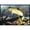 Black, variant on Carolines Treasures PTW2039MAT Rainbow Trout Door Mat Indoor Rug or Outdoor Welcome Mat 18x27 Doormat 27"L x 18"W