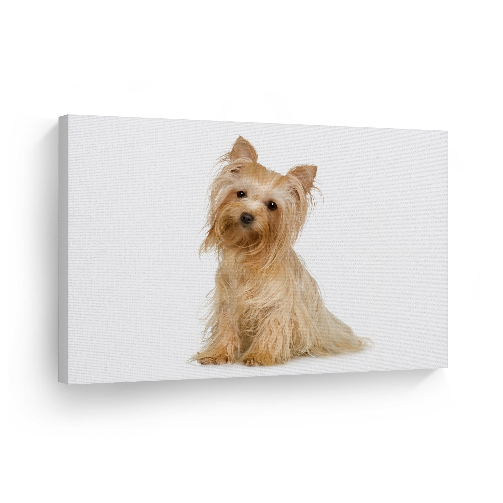 New & Boxed. Yorkie Yorkshire Terrier Dog Wall Clock 