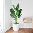 thumbnail image 2 of [ 2Pack ] 60 inchs Artificial Tree Bird of Paradise with 10Trunks, 5 Feet Faux Plant Fake Banana Tree Plant with Pot for Home, Decor, Indoor, Outdoor, Living Room, Office, 2 of 7