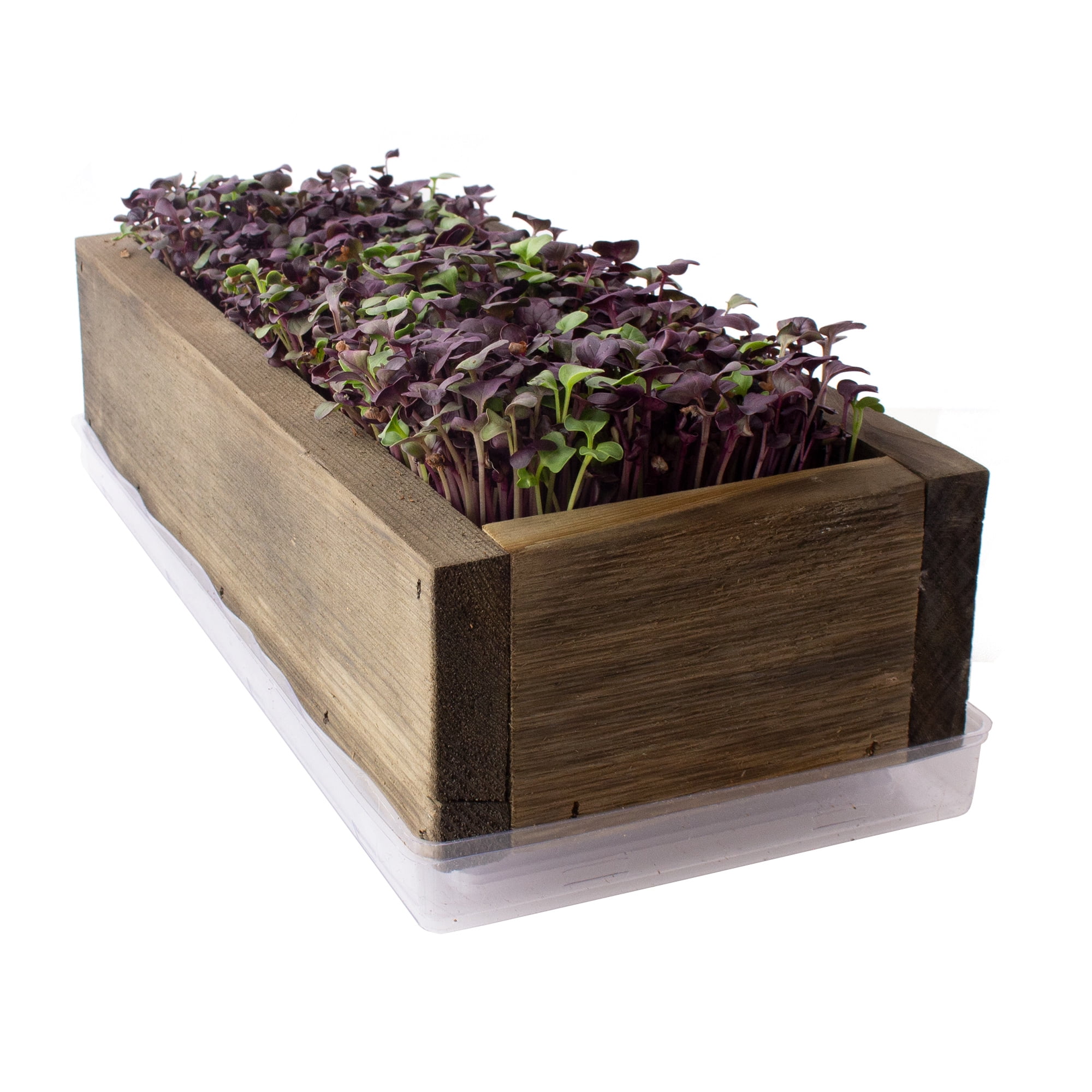 Organic Indoor Microgreens Growing Kit - With Reclaimed Barnwood Style Planter - Rich Brown - Complete Soil Based Indoor Garden Kit With Organic Purple Radish Microgreens Seeds - Rustic Kitchen Decor