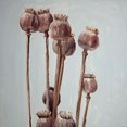 thumbnail image 3 of Atelier B Art Studio 15x15 Black Modern Framed Museum Art Print Titled - SEPIA POPPY HEAD PLANTS, 3 of 5
