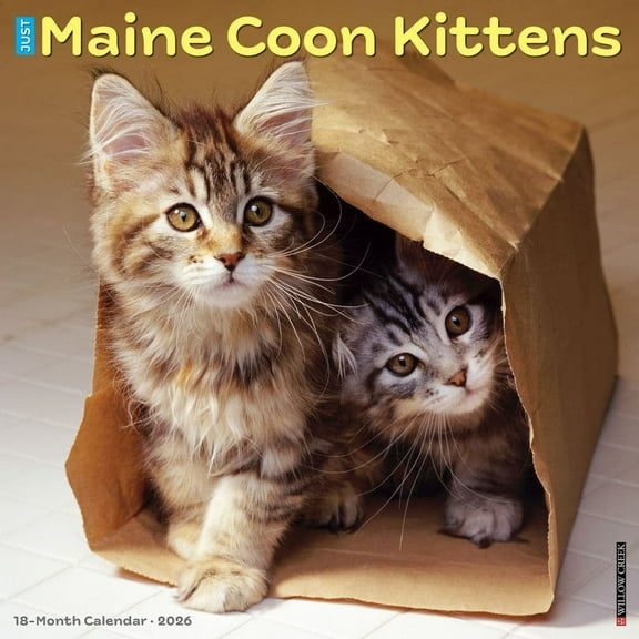 Willow Creek Press, Maine Coon Kittens 2026 Wall Calendar, 12'' X 12'', Daily Calendar with Stapled Binding