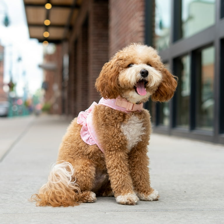 Pink polka best sale dot dog harness