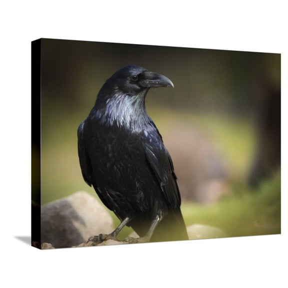 Common Raven, Corvus Corax, West Yellowstone, Montana, Wild, Animals Stretched Canvas Wall Art by Maresa Pryor Sold by ArtCom
