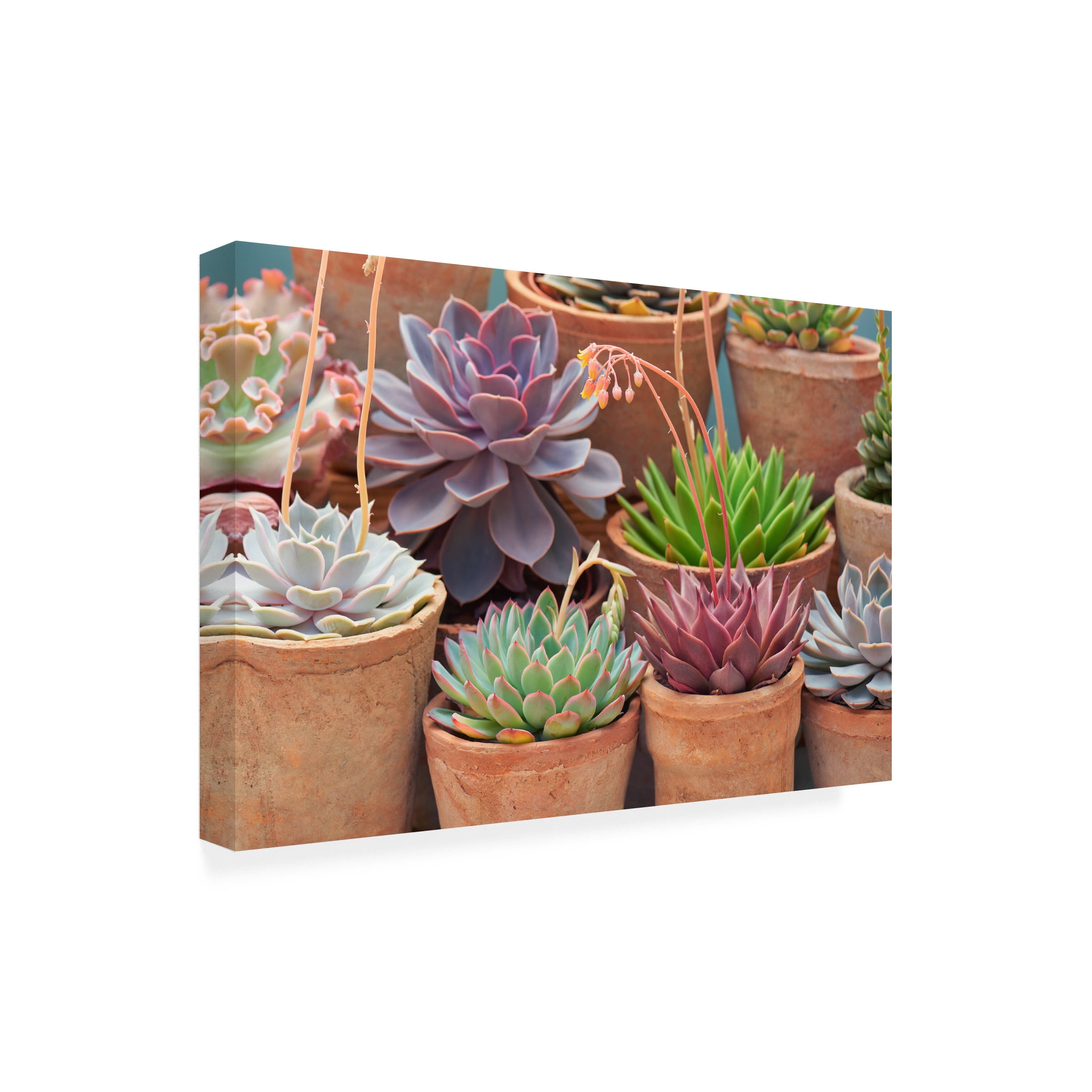 Cora Niele 'Succulents in Terracotta Pots III' Canvas Art
