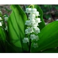 thumbnail image 3 of White Lily of the Valley 10 Pips - Convallaria majalis - Great for Shade!, 3 of 4
