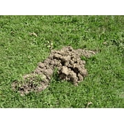 Tomcat Mole Trap, Innovative and Effective Mole Remover Trap Kills Without Drawing Blood, 1 Trap