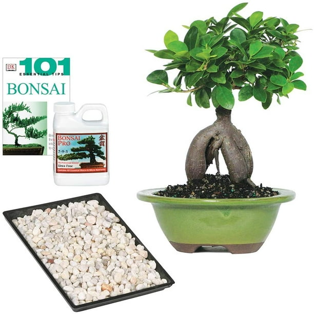 Brussels Bonsai Live Gensing Grafted Ficus Indoor Bonsai Tree 4 Years Old 6 To 8 Tall With Decorative Container Walmart Com Walmart Com