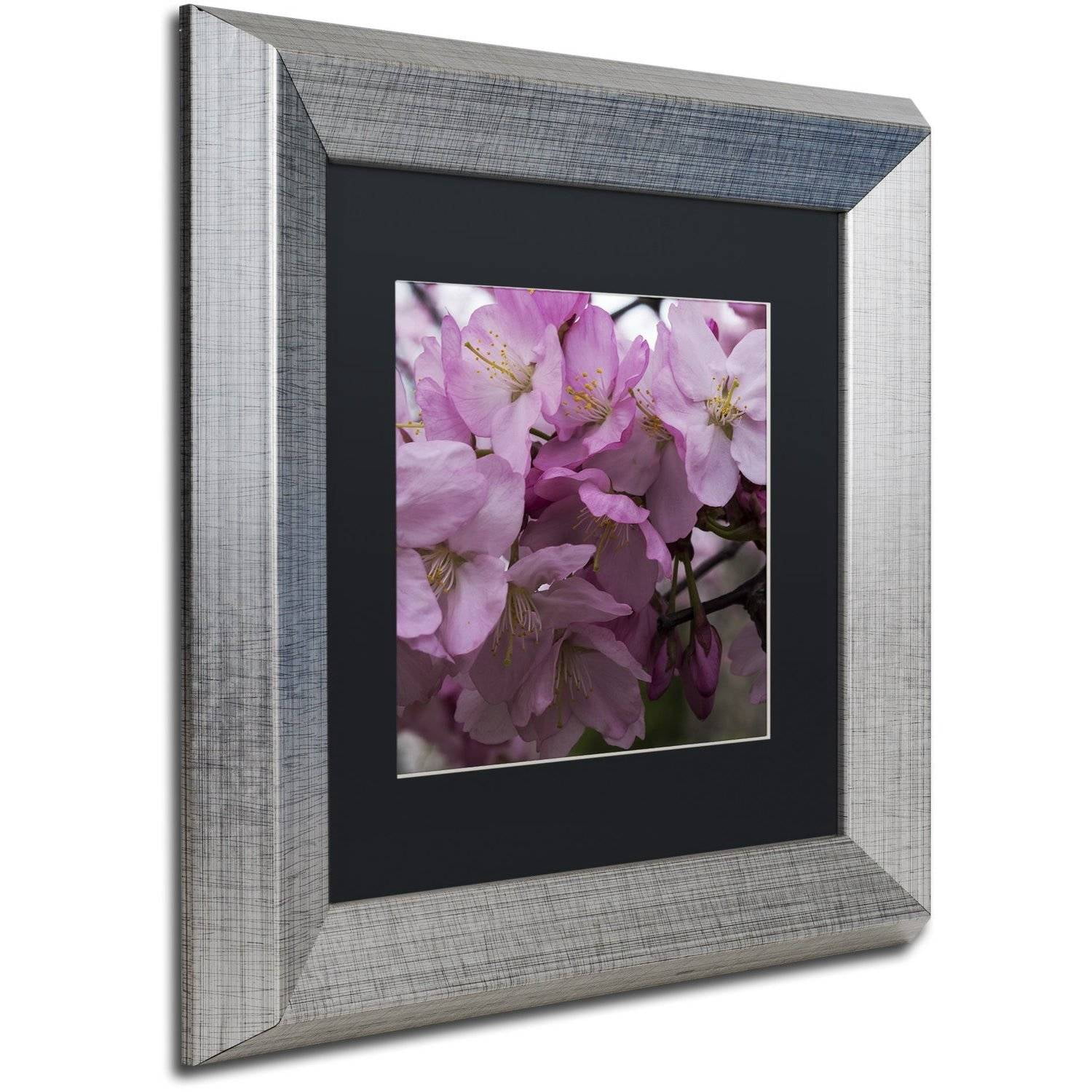 Trademark Fine Art "Cherry Blossom Cluster" Canvas Art by Kurt Shaffer, Black Matte, Silver Frame