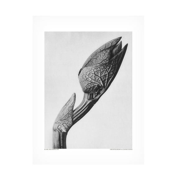 Trademark Fine Art Pictufy Aristolochia clematitis Canvas Wall Art