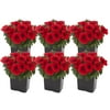 7in. Tall Red Petunia; Full Sun Outdoors Plant in 3.5in. Grower Pot, 6-Pack