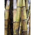 thumbnail image 4 of Ohe Common Bamboo - Bambusa vulgaris - 4" Pot, 4 of 4