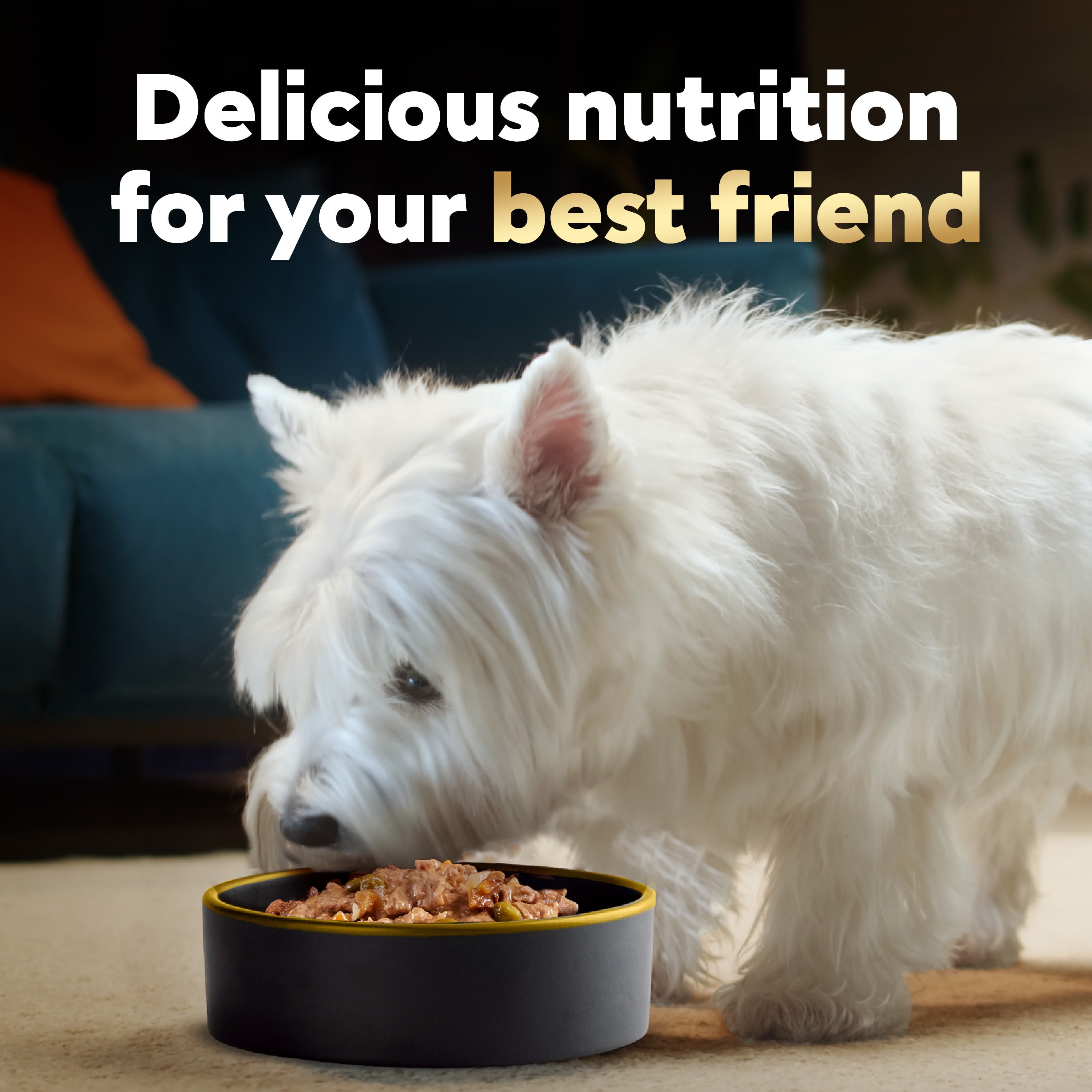 Cesar home delights wet dog food cheap