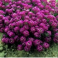 thumbnail image 3 of Green River Seeds 25 Sweet Alyssum Bright Plum Seeds - Tiny Colorful Flowers for Spring and Fall Gardening, Ideal for Hanging Baskets and Pathways, 3 of 6