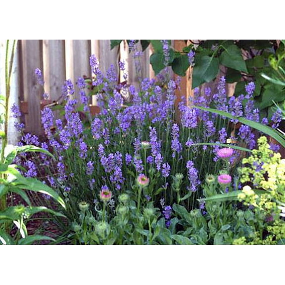 Provence French Lavender - Potted - Very Fragrant -3" Pot - Live Plant