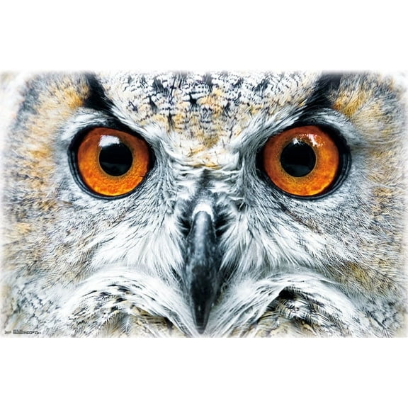 Owl - Close Wall Poster, 22.375" x 34"