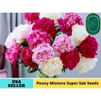 10 Seeds| Mixture Super Sak Peony Seeds - Authentic Seeds - Perennial~ GMO Free ~Flower seeds~ Vegetable ~ Asian Garden~ Herbs B5G1 #B006