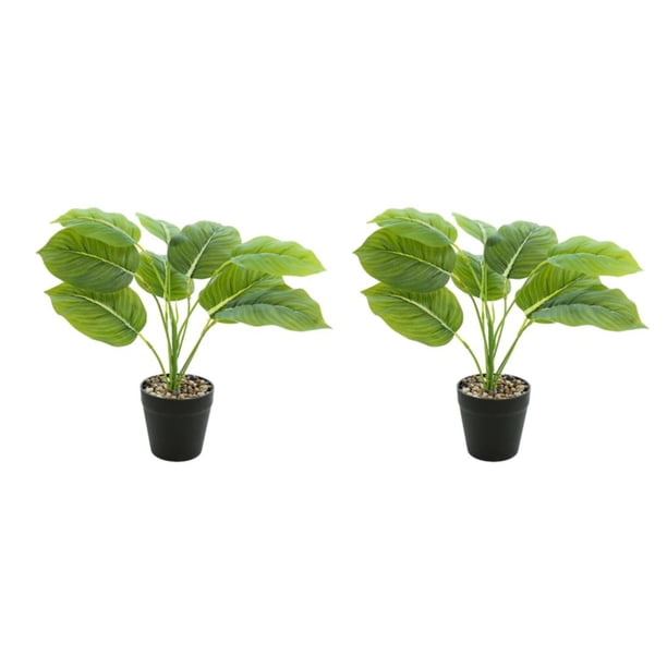 Planta de Tortuga Inteprter Ecológica Bajo Mantenimiento 2piezas JH5475