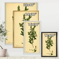thumbnail image 4 of Designart 'Ancient Plant Life XXV' Traditional Framed Canvas Wall Art Print, 4 of 5