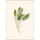 thumbnail image 3 of Juego de tarjetas de notas Earth Sky + Water – 8 tarjetas 9 × 13 cm, 3 of 6
