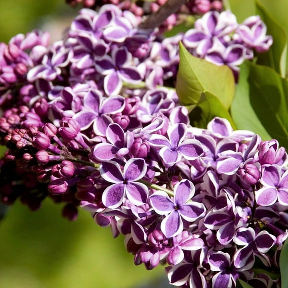 Sensation French Lilac - Syringa -4" Pot - Extremely Fragrant