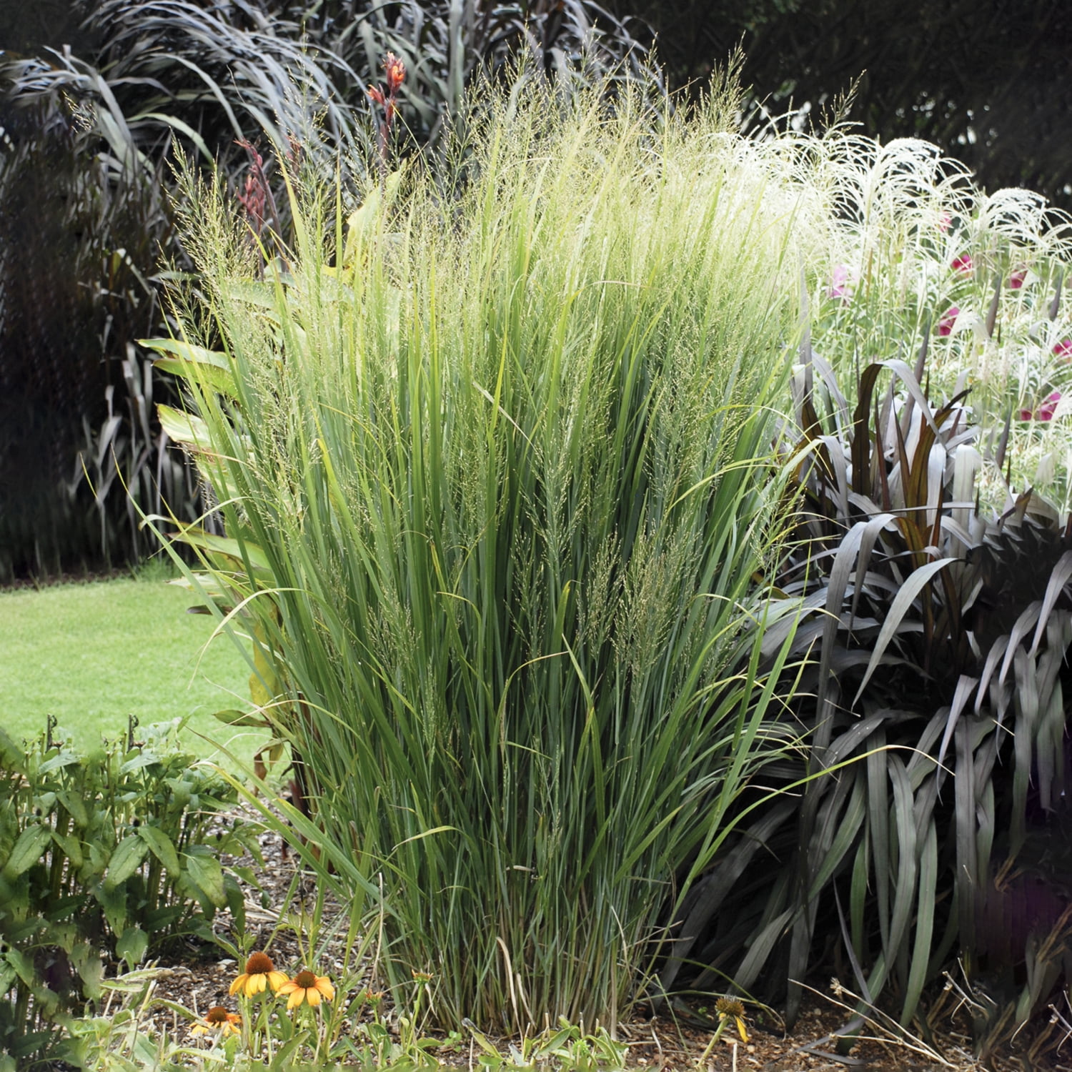 Northwind Panicum Ornamental Grass Dormant Perennial Plant, 1Pack