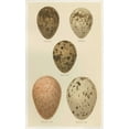 thumbnail image 2 of Seehohm, Henry 10x14 Black Ornate Wood Framed with Double Matting Museum Art Print Titled - Antique Bird Egg Study IV, 2 of 4