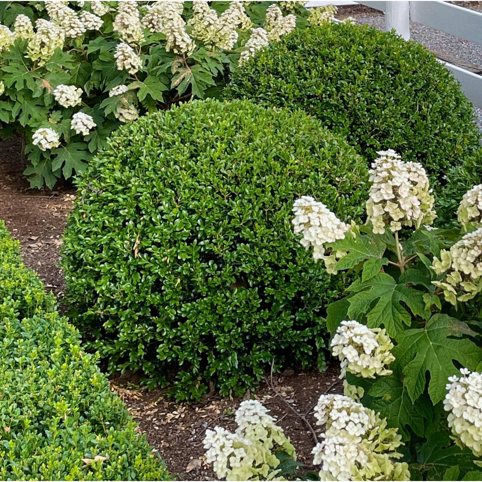 Proven Winners ColorChoice 5" NewGen Independence Boxwood Live Plant in 4.5" Pot (4 Count)