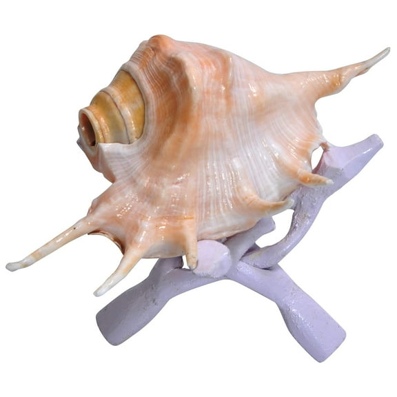  Panchmukhi Blowing Sankh and Folding Wooden Stand (Multi_14 x 17.5 x 23 cm) By Indian Collectible