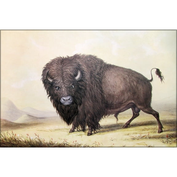 24"x36" Gallery Poster, bull buffalo George Catlin's painting of a bull buffalo. c1846