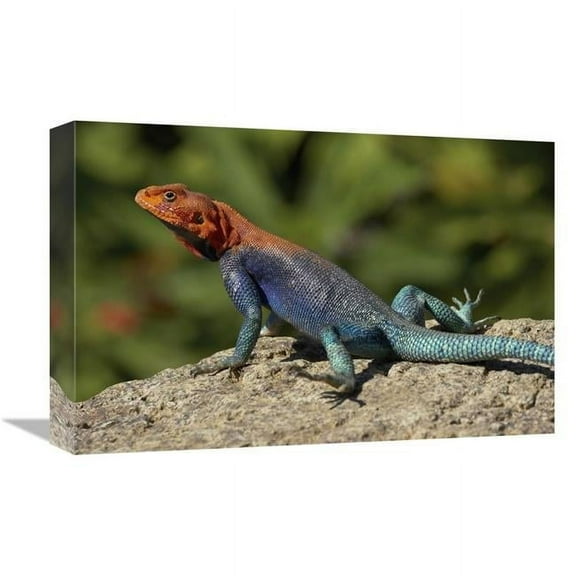12 x 18 in. Red-Headed Rock Agama Male Lizard Sunning on Rock, Native to Africa Art Print - San Diego Zoo