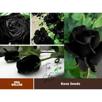 30 Seeds| Black Rose Seeds#1052 |BUY 4 GET 1 FREE|