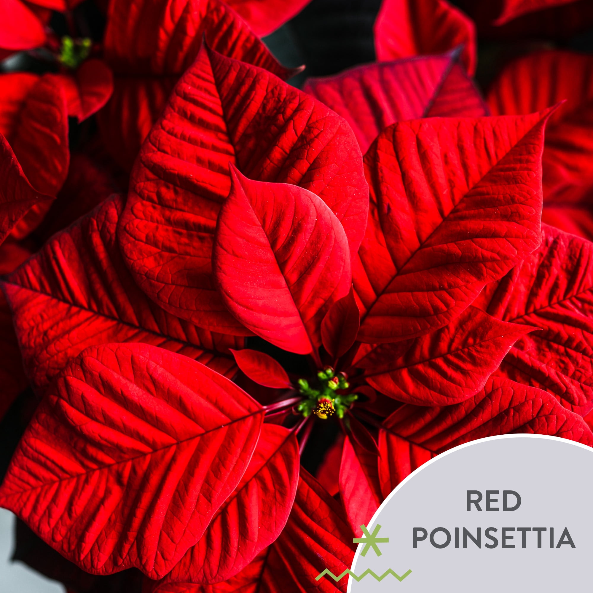 Plants and Blooms 8-10" Red Poinsettia Live Plant in 4" Gold Pot Cover with Merry Christmas Pick, House Plant